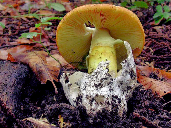 Amanita caesarea (Castelli romani) 26.09.06